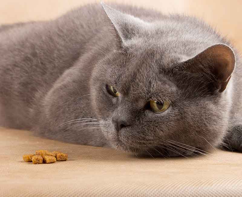 Behavioural Signs of Pain in Cats